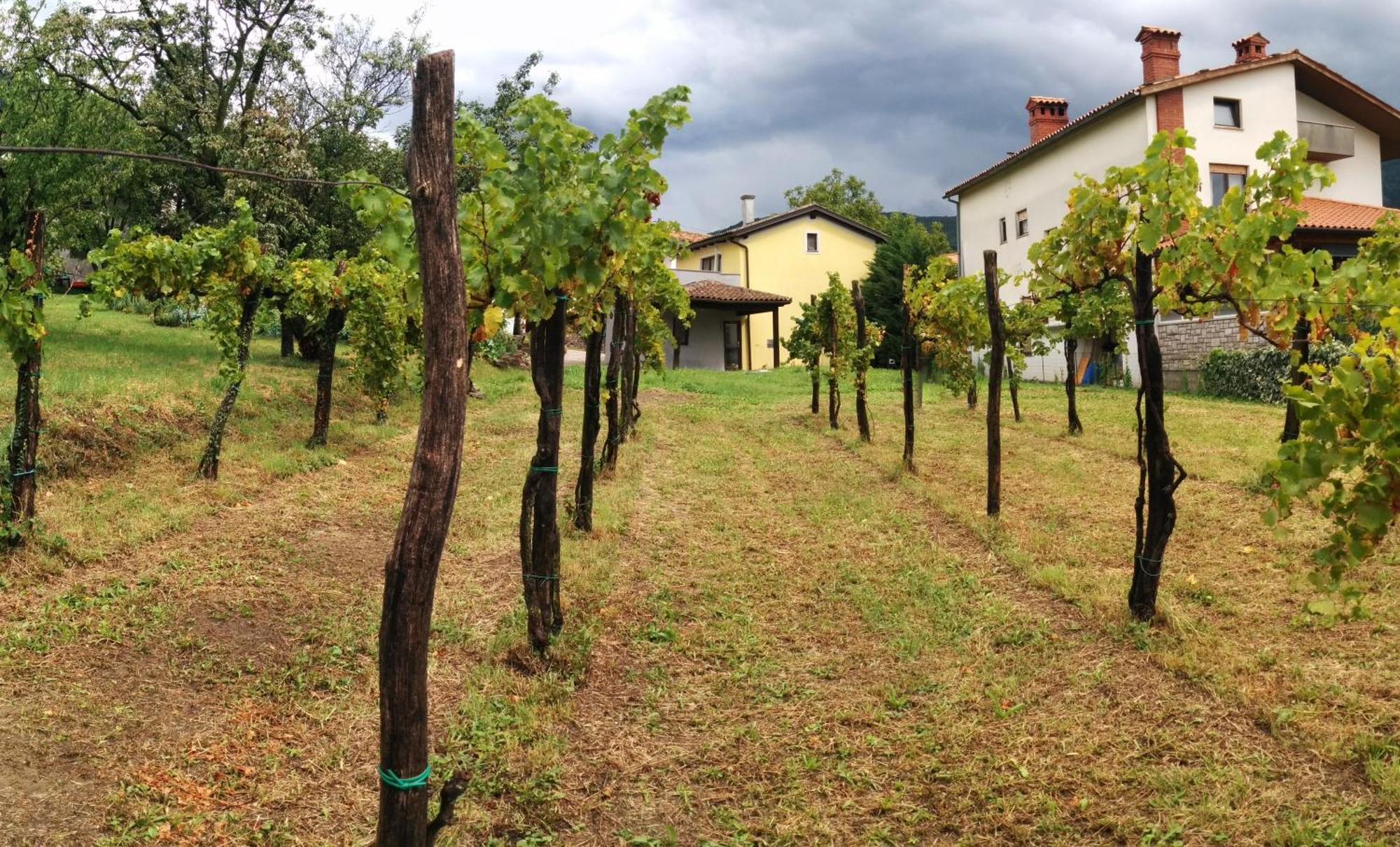 Small House In Vipava Valley 외부 사진